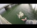 sheepshead and trout clearwater fl fishing