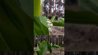 #Convallaria Majalis #Конвалія  #convallaria  #lilyofthevalley #flowers #spring #forest