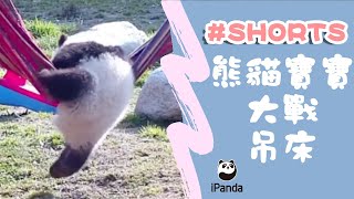 熊貓寶寶大戰吊床 | iPanda熊貓頻道#shorts