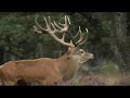 king of the woods red deer veluwe