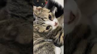 求助求助 猫咪到底怎么样才能断奶呀？我们家母猫汤圆真的吧小猫仔宠坏了，老是偷偷喂奶狸花猫 谁能拒绝傻憨憨的小猫咪 这小猫谁养谁不迷糊啊 10斤的猫9斤的反骨 每个生命都应该被尊重