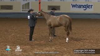 2021 AQHA Select Weanling Colts