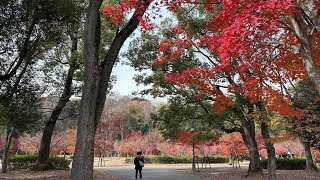 日本 Japan 大阪 Osaka 7 - 去 大阪城公園 睇 紅葉｜ 登 天守閣 ①