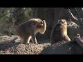 snow monkey changes cincinnati zoo