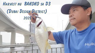 Harvest ng Bakoko sa Dubai D3 (Dubai Design District) | RueFer TV