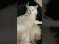 നമ്മുടെ നാട്ടിൽ എത്ര പുഴകളുണ്ട് catvideos shortsvideo kittymusic catlover catfunny funny