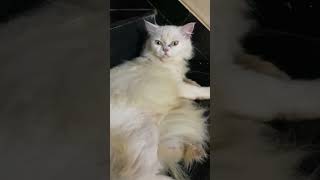 നമ്മുടെ  നാട്ടിൽ  എത്ര  പുഴകളുണ്ട് catvideos #shortsvideo #kittymusic #catlover #catfunny #funny #