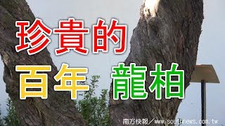 southnews_珍貴的百年「龍柏」（榮柏、縲絲柏、繞龍柏、日本柏、龍抱珠、圓柏）