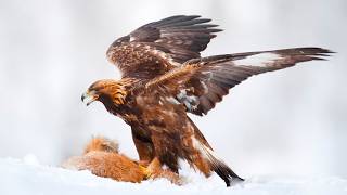 Golden Eagle: Why They're Called Golden Eagles, Size \u0026 More!