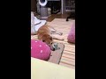 小春って呼んでみた 柴犬縦動画 shorts 柴犬