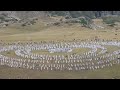 ПАНЕВРИТМИЯ Август 19, 2024, Рила // PANEURHYTHMY August 19, 2024 Rila