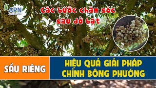 APN - CÁC BƯỚC CHĂM SÓC SẦU RIÊNG SAU DỞ BẠT | HIỆU QUẢ GIẢI PHÁP CHỈNH BÔNG PHƯỚNG