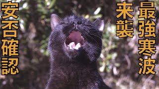 最強寒波の朝の野良猫たちの安否確認