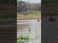 hyenas enjoy a splashing good time 🤗