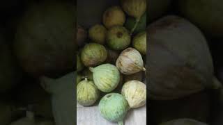 100% athi pazham eating | how to cut Fig fruit #shorts #figfruit #cuttinghack