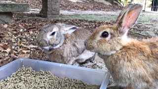 【必見】目の輝きが対照的な野うさぎ2羽が激カワ！