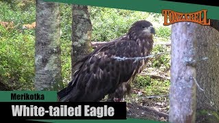 Merikotka, White-tailed Eagle