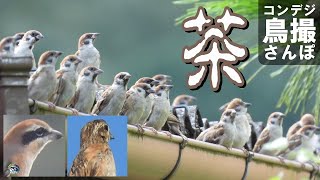 コンデジ鳥撮散歩　茶色三兄弟　兵庫県・北播磨