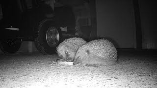 Hedgehogs Just Out Of Hibernation Munchies