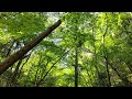 【自然音】キビタキの鳴き声　1時間 ver.1.0 japanese narcissus flycatcher chirping sounds in the spring forest