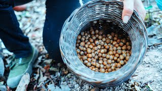 I collected wild chestnuts from the forest|我在森林裏撿到了很多野生板栗，炒著吃又香又甜【乡野莲姐】