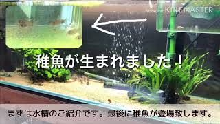 コリドラスパンダ水槽で稚魚が生まれました！