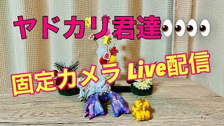 ヤドカリ君達固定カメラ Live配信2024.1.13【JJ】