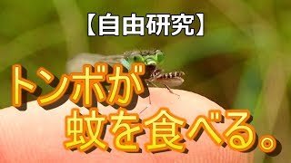 【自由研究】トンボが蚊を食べる。