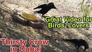 How to help birds|Thirsty Crow|Thirsty Birds|Birds in the desert|Love Birds|Water for Birds