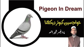 Interpretation of Pigeon in Dream || Dream Info | Khwab mein Kabotar Dekhna || خواب میں کبوتر دیکھنا