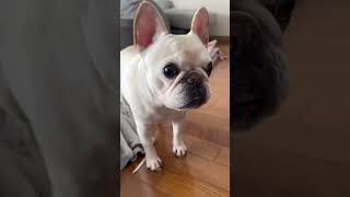 【爆笑】混乱してブチ切れるアビー　#ぶるふぁみのアビー #フレブル #フレンチブルドッグ #frenchbulldog #ふれんちぶるどっぐ #フレブルライフ #ペットおもしろ動画 #ワンコ