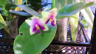 原生蝴蝶兰及种植要点 Phal. bellina and its culture