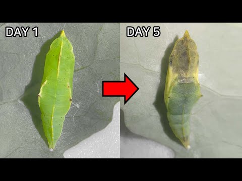 What happens in the larva stage?