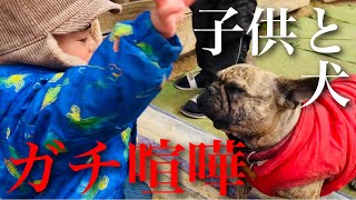 子供と犬が殴り合いの喧嘩になりました