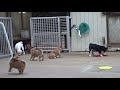 夕方も外遊びしています。柴犬子犬