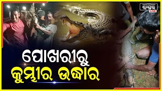 ପୋଖରୀରୁ ଉଦ୍ଧାର ହେଲା ବିରାଟକାୟ କୁମ୍ଭୀର । ଭୟଭୀତ ହେଲେ ଲୋକେ !