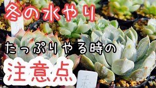 [多肉植物]冬の水やりは怖くない！我が家の冬の水やりの考え方