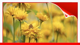 Choosing A Coreopsis For Your Garden 🧧