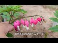 不一樣的“牡丹花”，早春就開花，像“荷包”，也像“天使之心”【養花匠小齊】