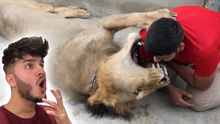 LION ATTACK IN LAHORE!