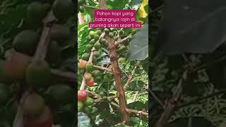 pohon kopi yang batangnya rajin di pruning akan seperti ini