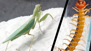 Amazing！Big praying mantis VS Little centipede