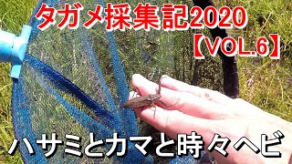 タガメ採集記2020【VOL.6】ハサミとカマと時々ヘビ…タイコウチとも奇跡の再再会！？