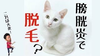 獣医師解説【猫の脱毛】原因を考えよう！