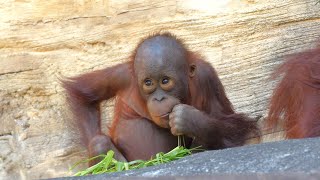 友情出演チェリアの父 ロビン（Cameo Appearance Ceria's father Robin）　多摩動物公園　オランウータン　202304