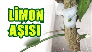 Limon Ağacı Göz Aşı ve Kalem Aşı