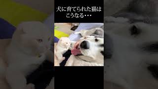 子猫に優しい猫パンチされて嬉しくてしかたない犬がこちら...笑#shorts