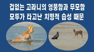 고라니의 황당한 습성 #물사슴 #waterdeer #겁없는고라니 #고라니의호기심 #고라니의무모함 #고라니로드킬