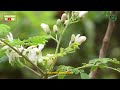 moringa drumstick cultivation for green fodder moringa as cow goat chicken and buffalo feed