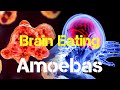 The Brain Eating Amoeba Naegleria Fowleri Explored | Possible Immunity and Infection Explained